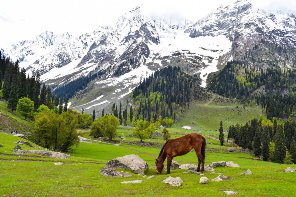 Kashmir-Tourism-Best-of-Kashmir